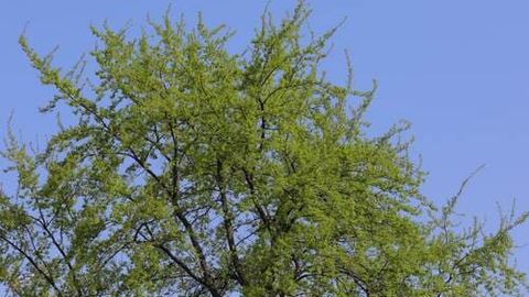 Qashqadaryodagi bolalar shifoxonasi hududida 17 tup daraxt kesilgani aniqlandi