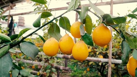 Uzbekistan exports 3,500 tons of lemons to seven countries worth $2.9mn&nbsp;