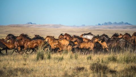 Kazakhstan's police make two arrests in connection with theft of 29 horses from local farm