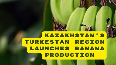 Kazakhstan's Turkestan region launches banana production