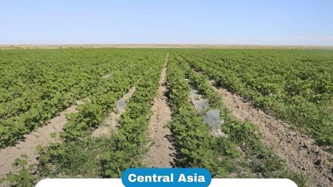 Soil fertility in Kazakhstan declines nearly threefold&nbsp;&nbsp;