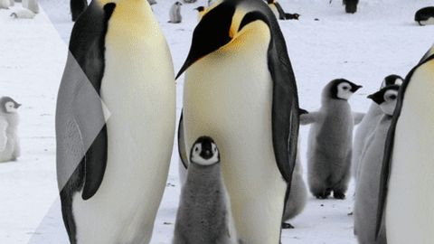 Imminent peril: Impending extinction of emperor penguins