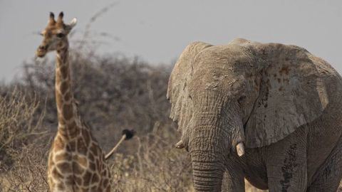 Италияда фильмда суратга тушаётган фил ва жирафа сёмка майдончасидан қочиб кетди (видео)&nbsp;