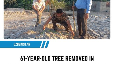 61-year-old tree removed in Uzbekistan's Surkhandarya for road widening works
