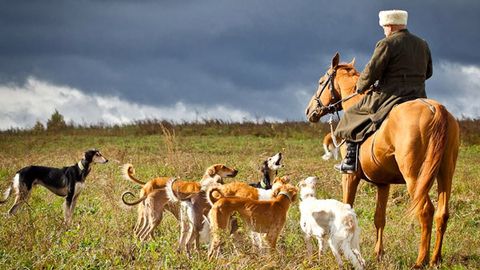 Чем важна порода собак Тазы для Казахстана и почему их стерилизация недопустима&nbsp;