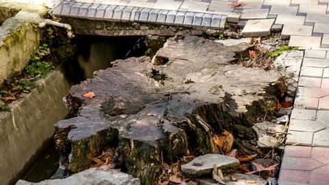 Предприниматель в Ташкенте придумал новый способ уничтожать деревья (видео)