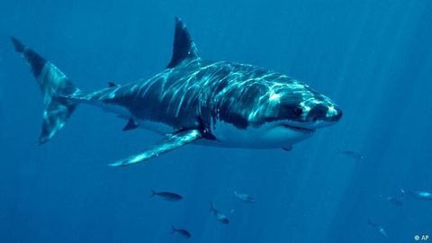 Shark attacks tourist in Egyptian Dahab resort