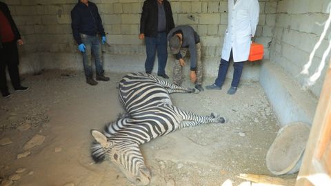 Farg&lsquo;ona shahri hayvonot bog&lsquo;ida zebra nobud bo&lsquo;ldi