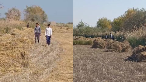 Xorazmda o‘quvchilarni sholi o‘rimiga jalb qilgan fermer jarimaga tortildi