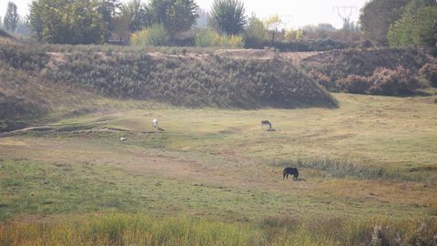 Qashqadaryodagi 100 ming gektar yaylovni yashil ekinlar bilan qoplash dasturi amalga oshiriladi