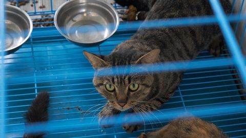 В Китае спасли более тысячи кошек, которых хотели пустить на мясо под видом свинины