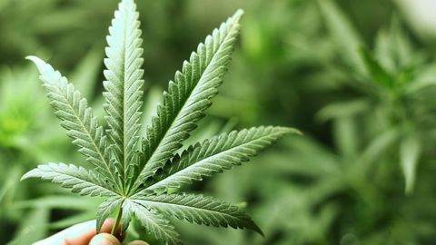 &nbsp;В Кыргызстане могут начать выращивать коноплю для лекарств &mdash; это инициатива депутата