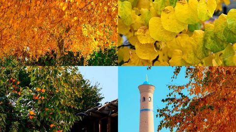 Фото: Куз манзаралари