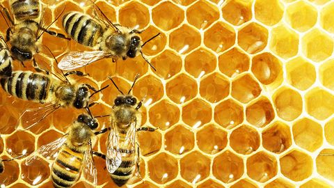 Kyrgyzstan and Uzbekistan ink honey supply agreement for Tashkent
