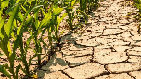 EDB proposes 10 steps to tackle water crisis in Central Asia