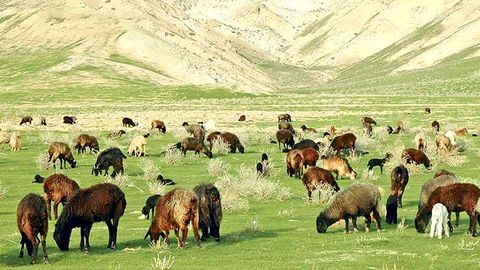 Turkmenistan aims to decrease greenhouse gas emissions caused by livestock