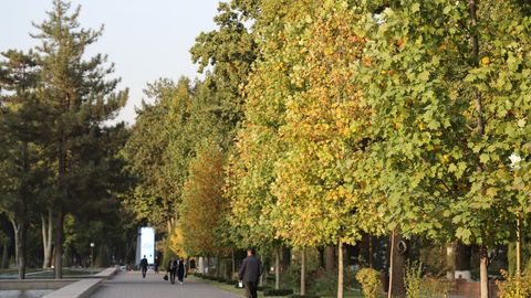 Toshkent shahridagi daraxtlar pasporti yaratiladi