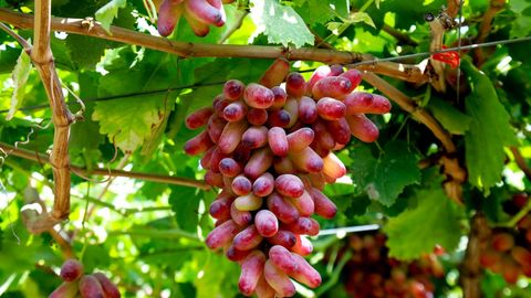 Bozorlardagi yangi narxlar: uzum yana qimmatlashdi, go‘shtning kilosi 70 ming so‘mgacha