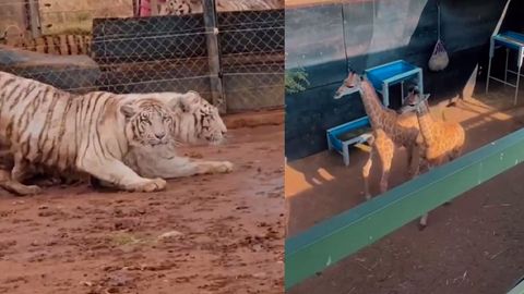 Toshkent hayvonot bog&lsquo;iga zebra, jirafa, oq Bengal yo&lsquo;lbarsi va oq sher olib kelindi (video)