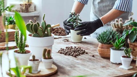 Қиш мавсумида хонаки гуллар парвариши учун лозим бўлган 3 та муҳим қоида