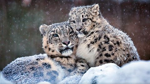 COP28: В Казахстане и Кыргызстане озвучили меры по сохранению снежного барса&nbsp;