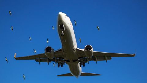 Qozog&lsquo;istonda qushlarning samolyot bilan to&lsquo;qnashuvidan qochish yo&lsquo;li topildi
