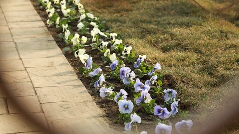 Toshkent shahar kengashi gul sotib olish uchun 5 mlrd so&lsquo;m ajratdi