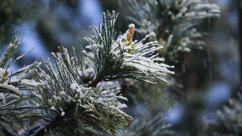 Тошкент вилоятида қор ёғишни бошлади (видео)