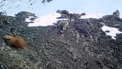 Video: &ldquo;Hisor&rdquo; qo&lsquo;riqxonasida fotoqopqonga tushgan qor qoplonlari