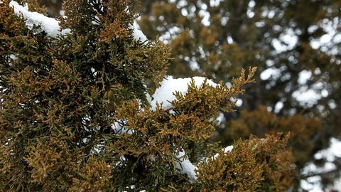 Ўзбекистонда 17 декабрь куни ҳаво ҳарорати 12 даражагача илийди