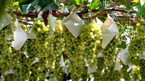 Farg&lsquo;onada yetishtirilgan 250 tonna uzum AQSHga eksport qilinadi