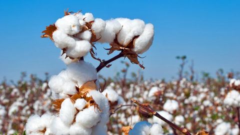 Uzbekistan's cotton sector 2023: 621,000 metric tons production and $200mn investment