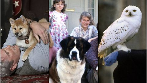 Qutb boyqushi, kuchuk, qora mushukcha: Tomoshabinlarning sevimlisiga aylangan mashhur aktyor-jonivorlar&nbsp;