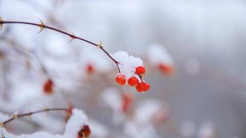 &ldquo;O&lsquo;zgidromet&rdquo; 24-dekabr kuni kuzatiladigan ob-havo ma&rsquo;lumotini e&rsquo;lon qildi