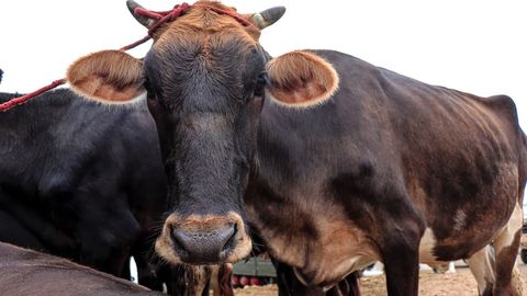 Ўзбекистонда наслчилик субъектлари учун солиқ имтиёзи узайтирилди