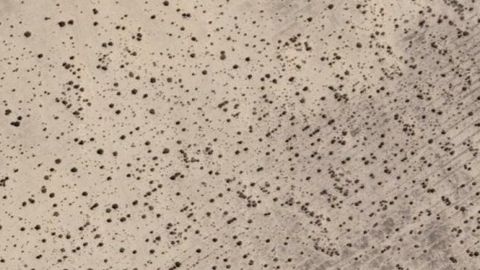 Aral Sea's dry bed turns green, saxauls planted in 2018 now visible from space