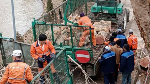 Тошкентнинг Анҳор канали бўйидаги дарахтлар кесилаётгани юзасидан маълумот берилди