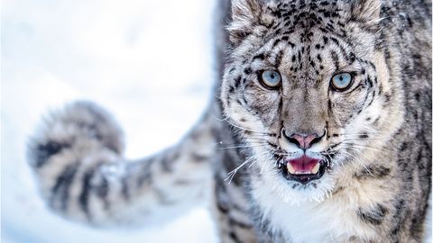 Kyrgyzstan embraces snow leopard as national symbol, aiming to protect one-third of global mountain ecosystem&nbsp;&nbsp;