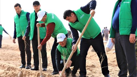 Surkhandarya launches saxaul plantation project to combat sandstorms
