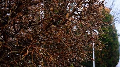 Ўзбекистонда ёмғир ва қор ёғиши кутилмоқда