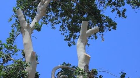 Daraxtlar kesilishi davom etayotgani sababli Toshkent shahar ekologiya boshqarmasi vakolatlari cheklandi