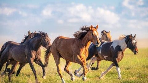 Kyrgyzstan&rsquo;s border guards prevent horse smuggling attempt to Uzbekistan&nbsp;&nbsp;
