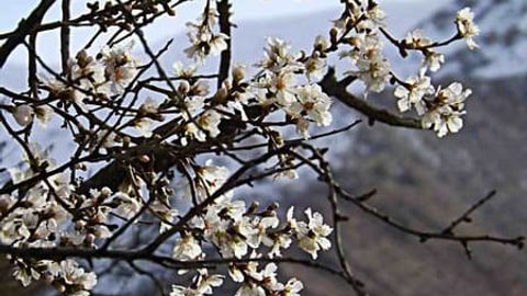 Қиш илиқ келгани сабаб мевали дарахт ва сабзавотлар “уйғонмоқда”. Ҳаво совиса, экинлар ҳосилсиз қолиши мумкин 