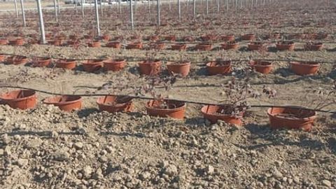 UAE company to invest $30mn in berry farming project in Uzbekistan