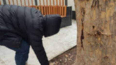 Toshkentda psixotrop moddalarni daraxt tagidan kovlab olayotgan shaxs ushlandi