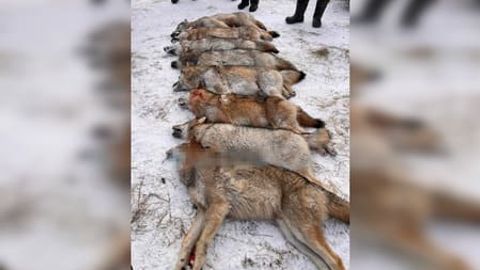 Surxondaryo tog&lsquo;li hududida ikki kishiga bo&lsquo;rilar hujum qilgani haqidagi xabarlar rad etildi