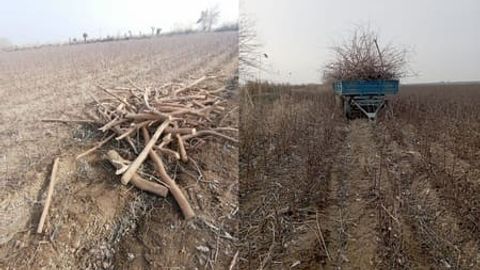 Сирдарёда 14 туп манзарали дарахт ноқонуний кесилиши оқибатида ўсимлик дунёсига 273 млн сўм зарар етказилди