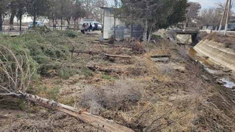 Qashqadaryoda kanal qirg&lsquo;og&lsquo;ini rekonstruksiya qilish vaqtida 150 ta daraxt qo&lsquo;porib tashlandi