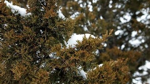 Ўзбекистонда 4 февраль куни ҳаво ҳарорати 8 даражагача илийди