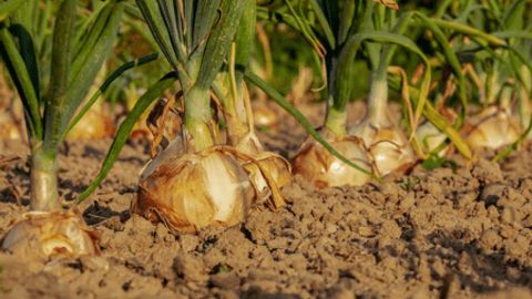 Record exports to Europe push up onion prices by 28% in Uzbekistan